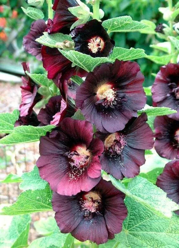 Hollyhock Seeds – 50 Non-GMO Deep Red-Black Alcea Rosea for Borders, Cottage Gardens & Cut Flowers