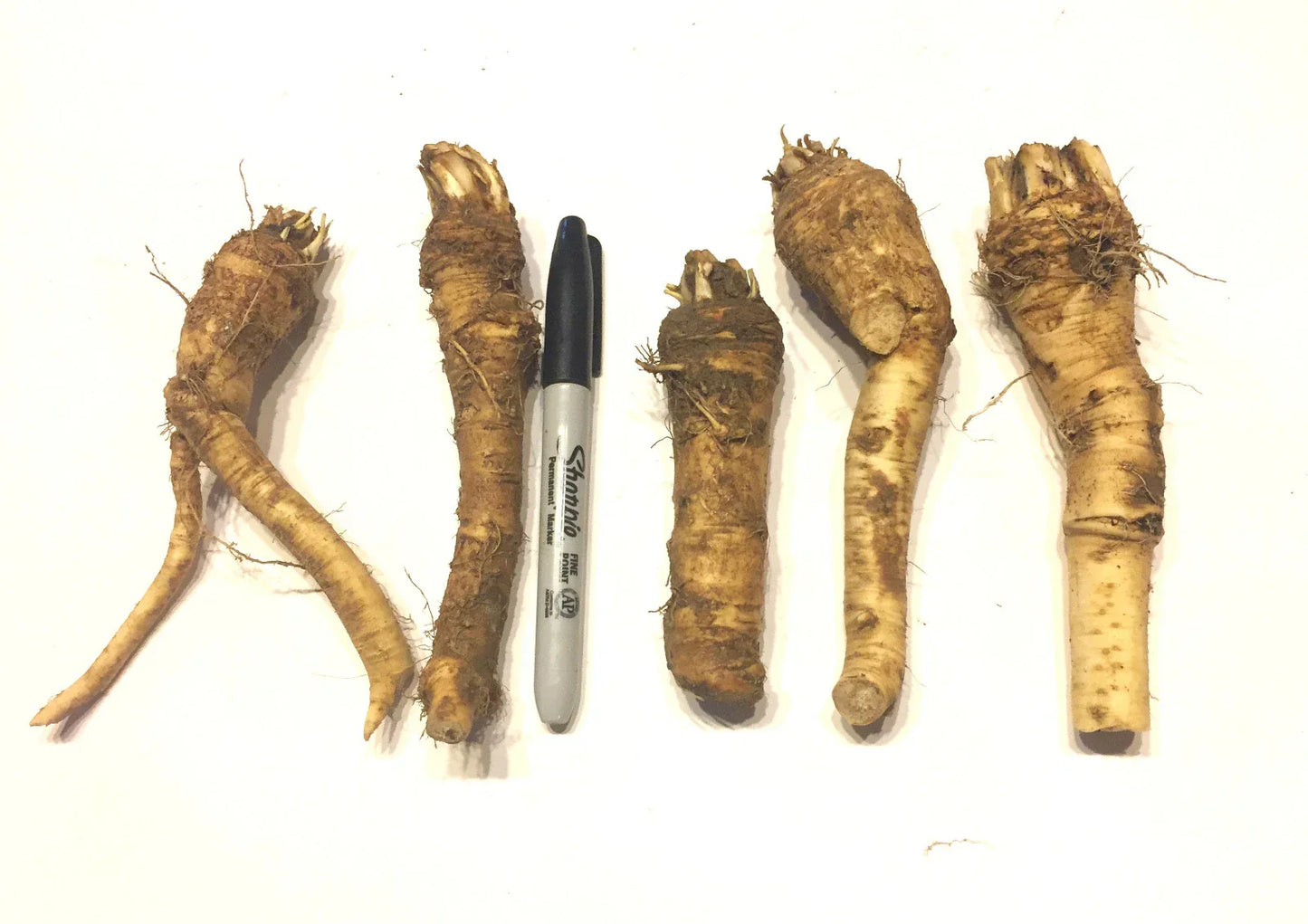 Horseradish Crowns - Easy to Grow, Vigorous Armoracia rusticana Perennial Root for Spicy Sauces and Dishes