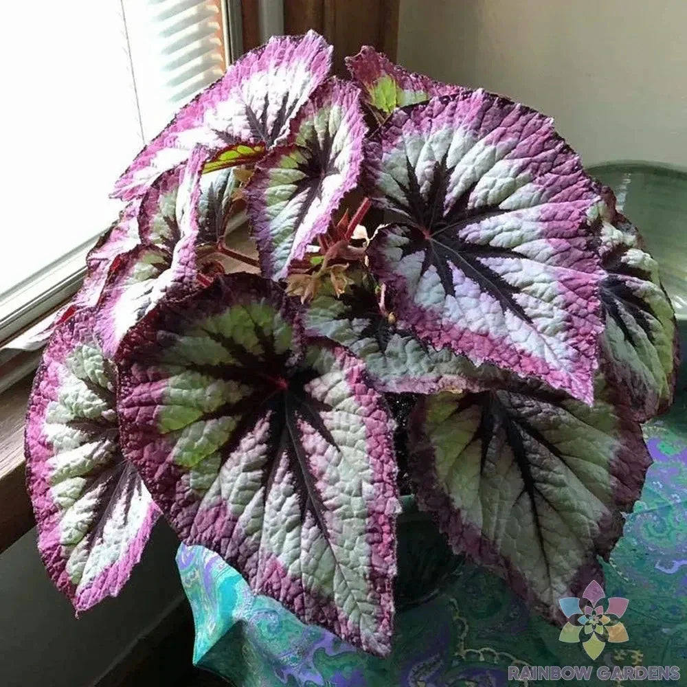 Two Tone Purple Rex Begonia Seeds - 25+ Pack, Perennial Plant for Indoor & Outdoor Garden, Begonia rex
