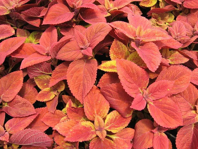 Coleus Seeds - Wizard Sunset Variety - Colorful Foliage for Gardens & Containers - Coleus blumei - Pack of 40 Seeds