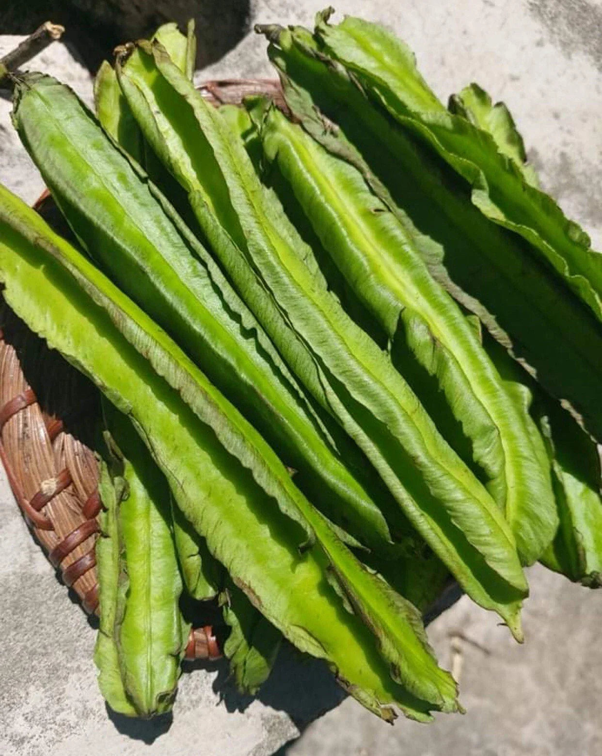 Winged Bean Seeds - 15+ Pack, Psophocarpus tetragonolobus, Edible Pods & Leaves, Tropical Vegetable Seeds for Container Gardening