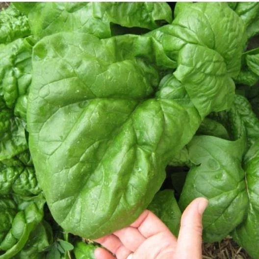 Giant Noble Spinach Seeds 100 Bulk Heirloom NON-GMO Spinacia oleracea Large Leaf Vegetables