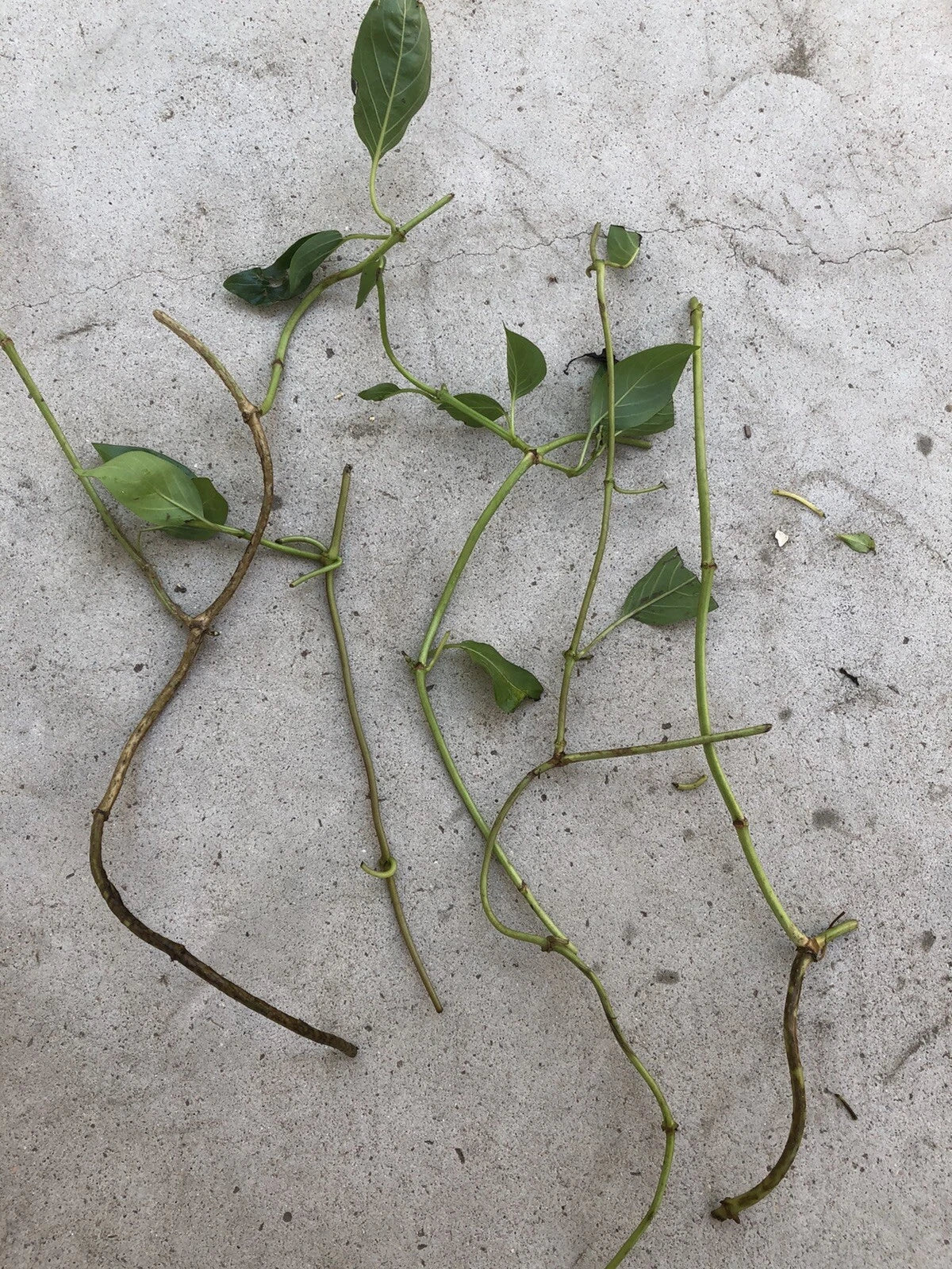 Skunk Vine Fresh Cuttings – 5 Pueraria phaseoloides Climbing Plant for Garden, Landscape, Fast-Growing Greenery