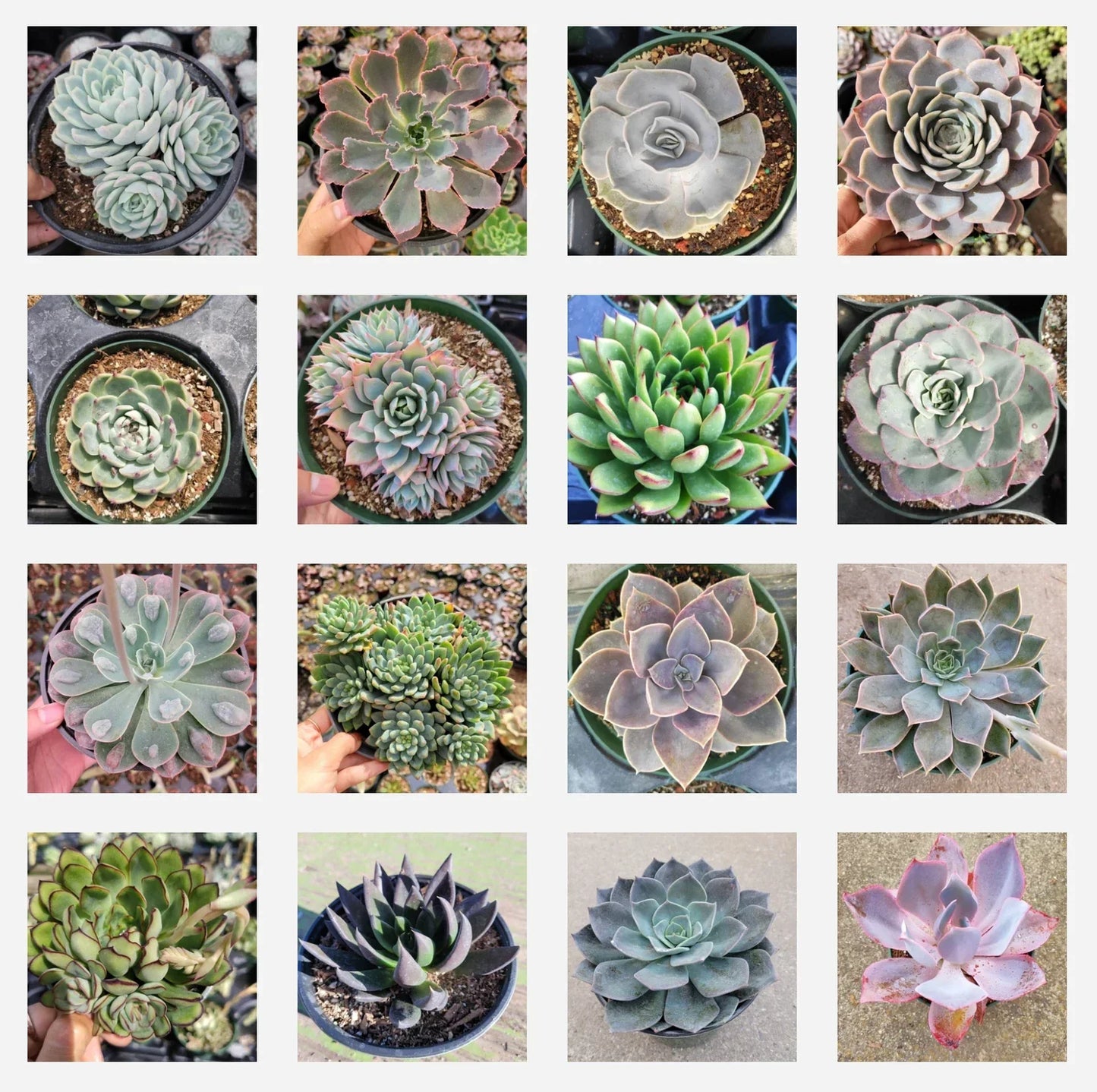 Assorted Succulent Set in 6-Inch Pots | Diverse Varieties for Home Decor | Low-Maintenance Succulent Plants