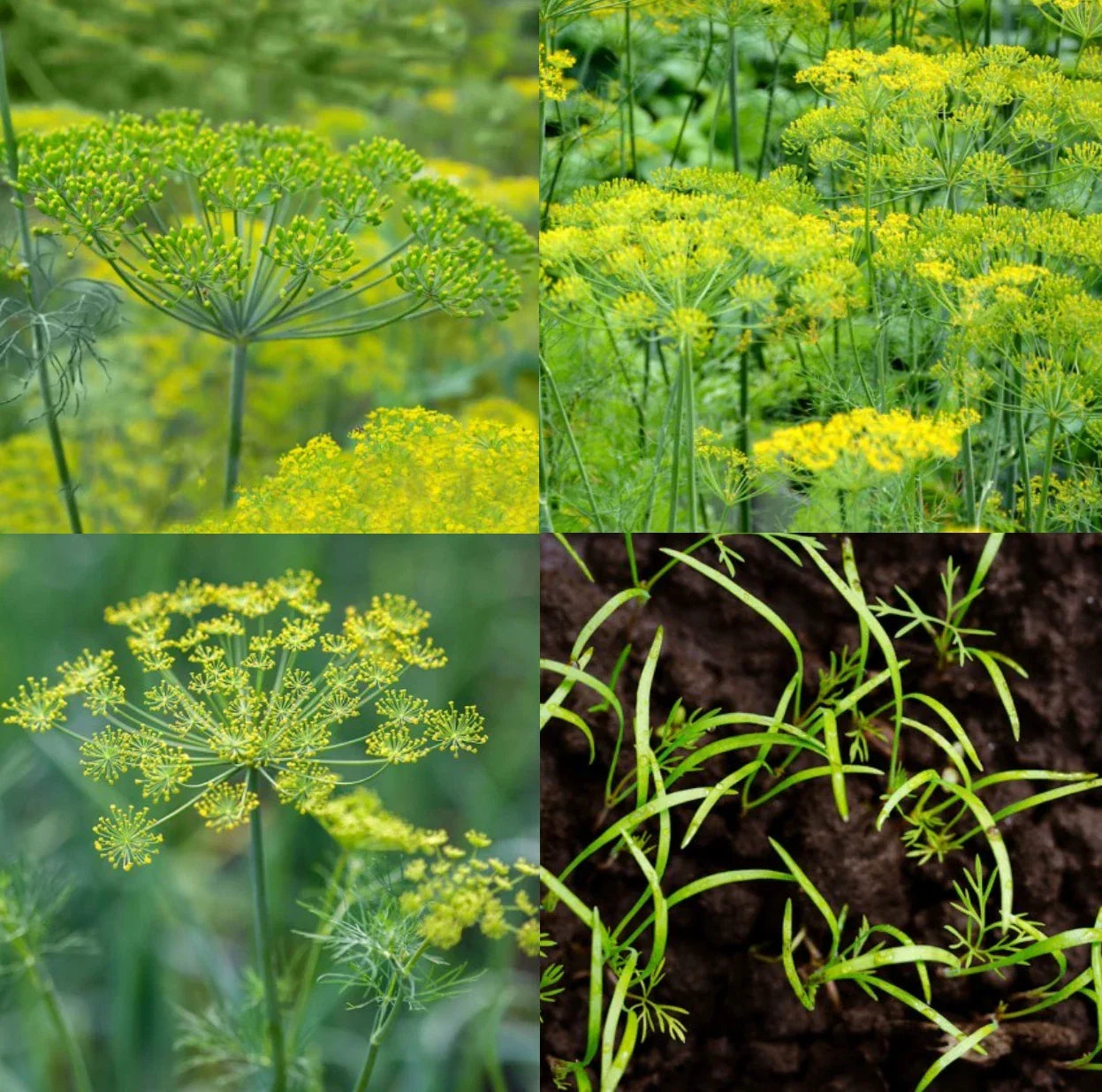 Dill Seed Mix Non-GMO 500 Seeds - Dukat, Bouquet & Mammoth Varieties - Anethum graveolens Herb for Culinary & Butterfly Gardens