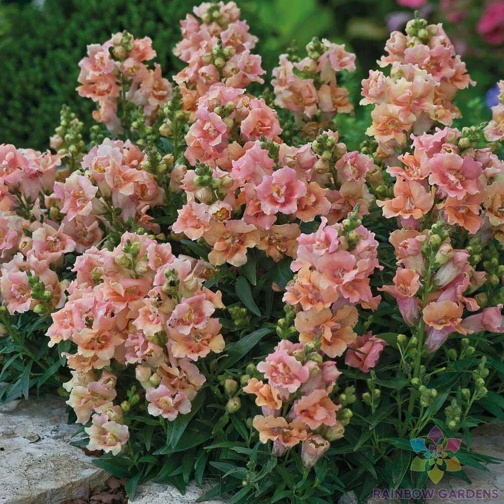 Twinny Peach Snapdragon Seeds - Over 1000 Antirrhinum majus Double Blooms for Garden, Borders, Containers, USA Grown