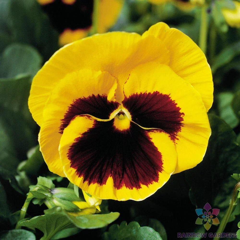 Majestic Giants Yellow Blotch Pansy Seeds - Viola tricolor Flower Seeds for Garden & Pots, 200+ Premium Seeds