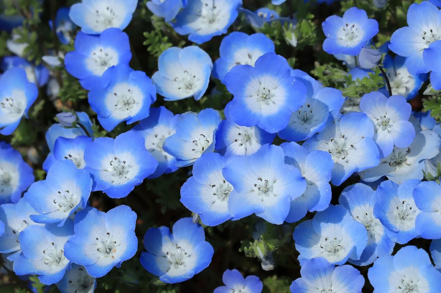 Baby Blue Eyes Seeds - 250 Pack, Low Ground Cover Flowers, Blue Nemophila Menziesii for Borders, Rock Gardens & Containers