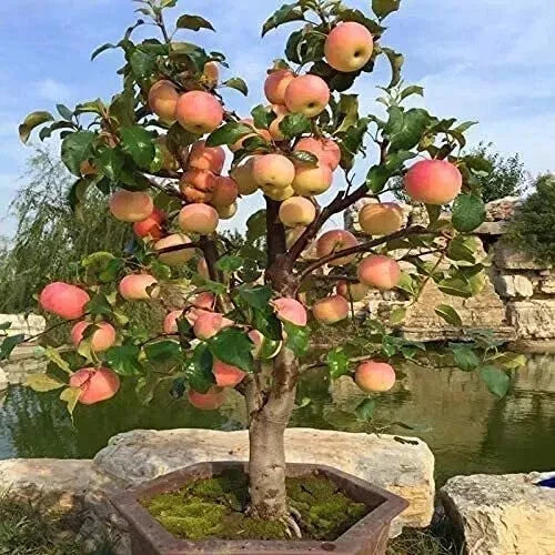 Dwarf Bonsai Apple Tree Seeds 20 Pack - Indoor Fruit Tree Malus domestica - Miniature Exotic Plant for Gardening