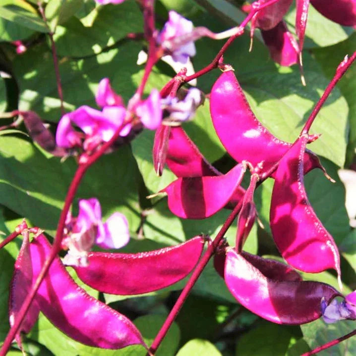 Purple Moon Hyacinth Bean Seeds - Climbing Vine Pack, Lablab purpureus, Edible Beans, Vibrant Purple Flowers, Vertical Garden Plant