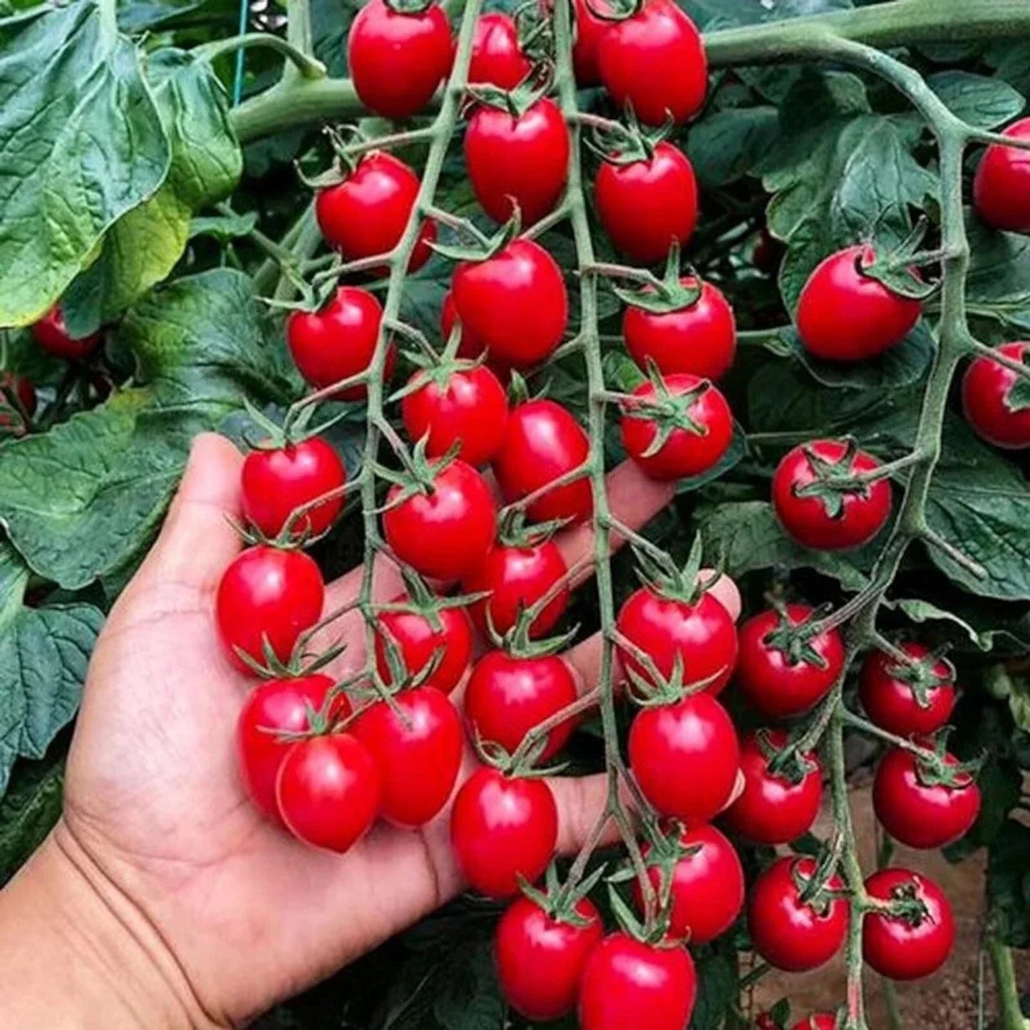Waterfall Tomato Seeds - 200pcs Heirloom Non-GMO High-Yield Solanum lycopersicum for Home Gardens & Containers