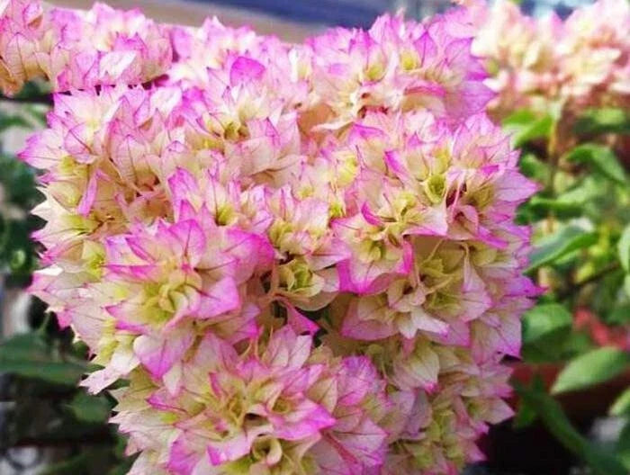 Rare Bougainvillea Cuttings - 3 Pack Double White Pink Petals Bougainvillea spectabilis Garden Plant