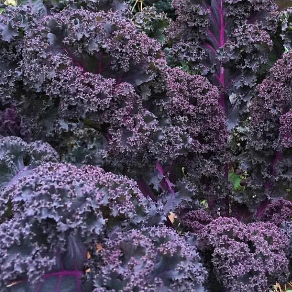 Scarlet Kale Seeds - Non-GMO, Dark Purple, Edible & Ornamental Brassica oleracea, Starter Plant