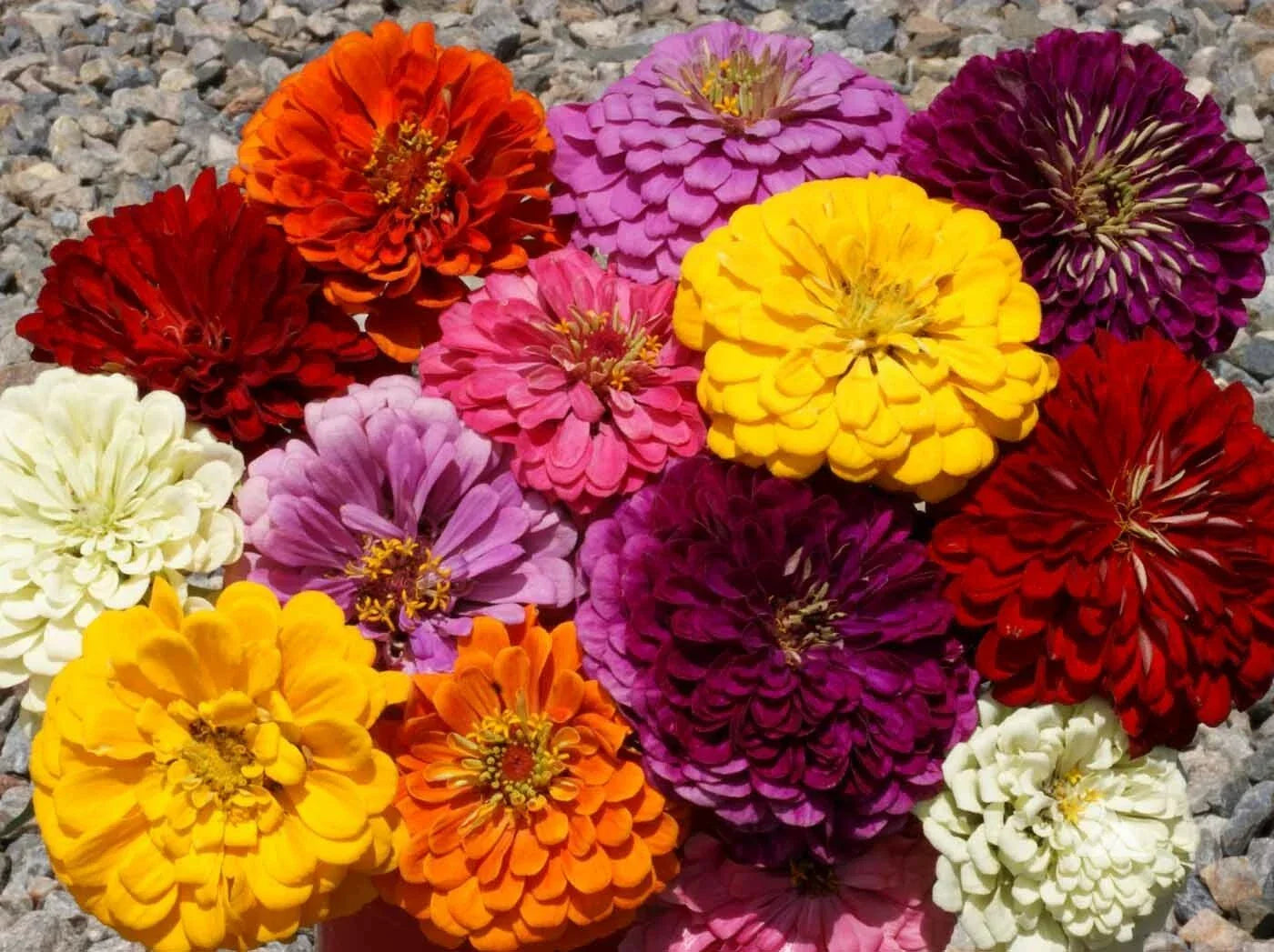 Giant Dahlia Zinnia Seeds - 126+ Cut Flower Seeds for Summer Garden & Containers - Vibrant, Easy Grow, Pollinator Attracting Zinnia elegans