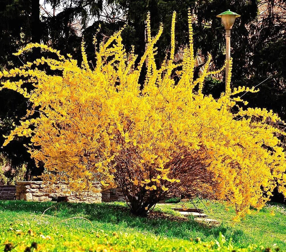 Golden Forsythia Cuttings – 10+5 Hardy Ornamental Bush for Privacy Hedge – Forsythia x intermedia – Bright Yellow Blooms, Easy to Plant