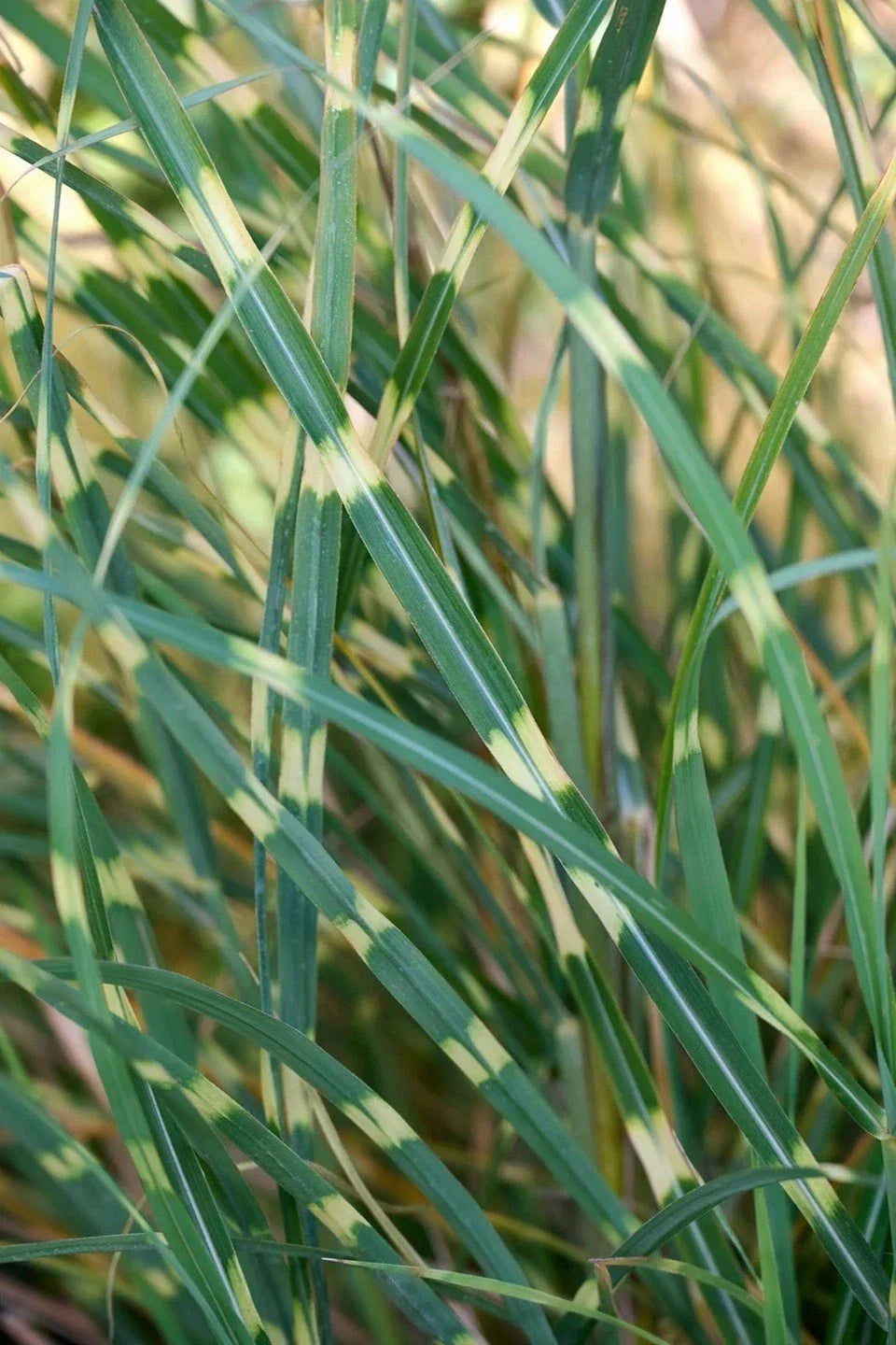 Zebra Grass Seeds - Variegated Miscanthus Sinensis Zebrinus for Gardens, Clumping, Striped Foliage, Butterfly Attractant, 10+ Seeds