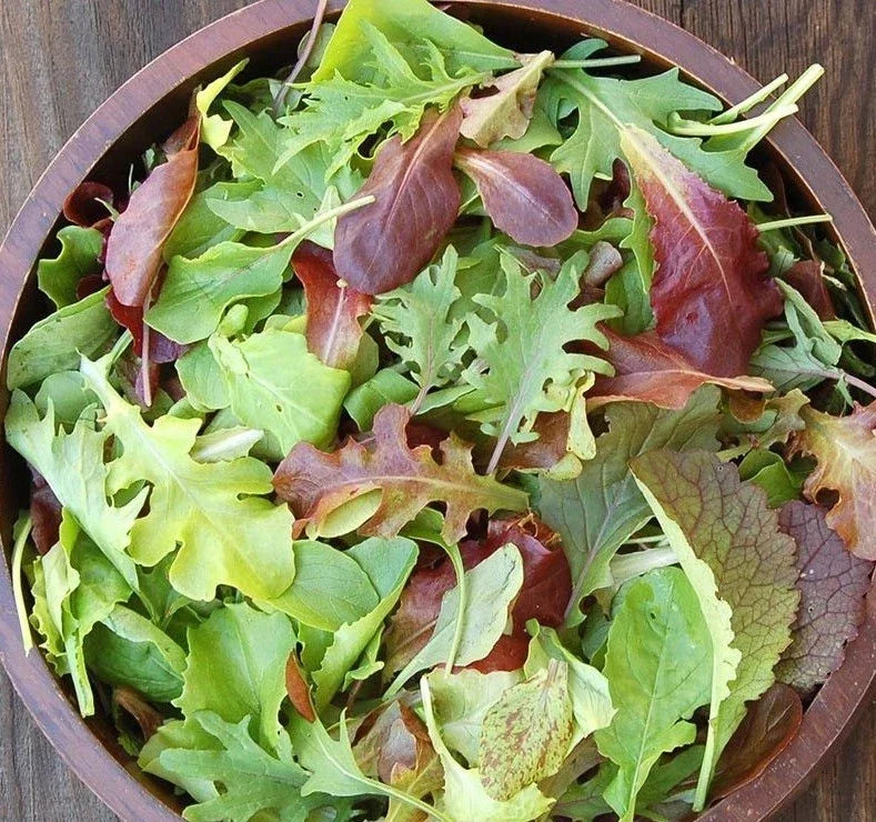 Organic Mesclun Mix Seeds 1oz | Gourmet Lettuce Greens Blend for Garden & Container | Edible Salad Greens