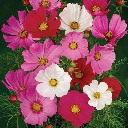 Cosmos Seeds Dwarf Sensation Mix Non-GMO Flower Seeds for Pollinators, Cosmos bipinnatus, Red Pink White, 200 Seeds