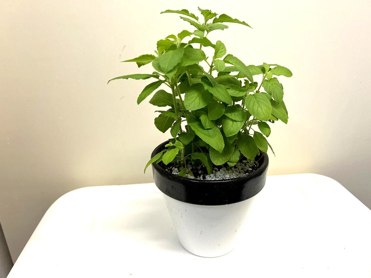 Holy Basil Plant - 5-8" Rooted Ocimum sanctum for Indoor & Outdoor Gardens, Culinary & Medicinal Use