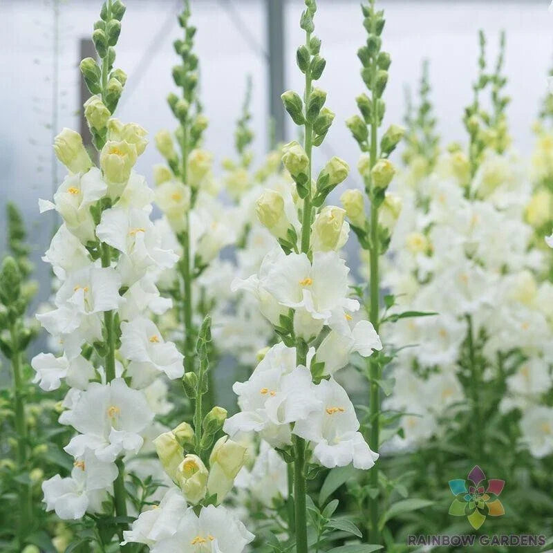 Chantilly White Snapdragon Seeds - 1000+ Count - Antirrhinum majus - White Flowers for Gardens & Borders - USA Grown