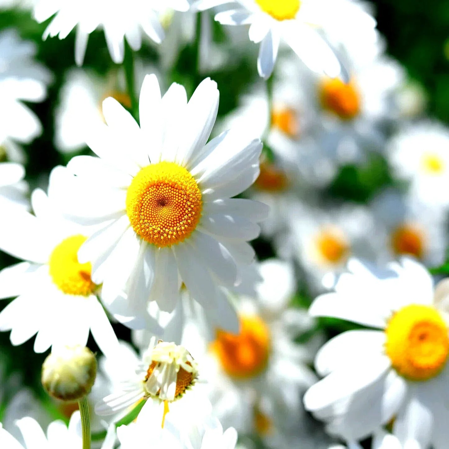 German Chamomile Seeds - 15,000 Non-GMO Heirloom Flower Seeds for Herbal Tea & Medicinal Herb - Matricaria chamomilla