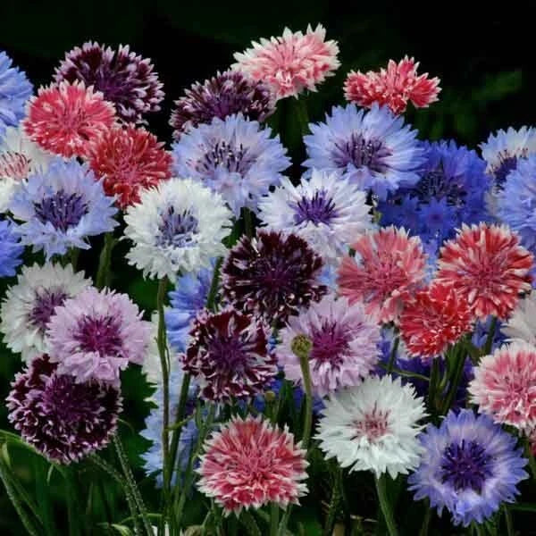 Bachelor's Button Seeds - 50 Blue, Pink & White Annual Flower Seeds - Centaurea cyanus for Gardens & Borders