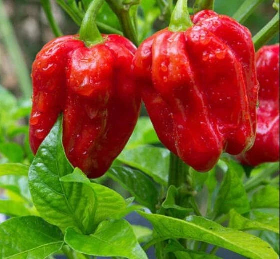 Thai Hot Red Pepper Seeds - 50+ Premium Capsicum annuum for Spicy Culinary Use, Home Gardening & Container Planting