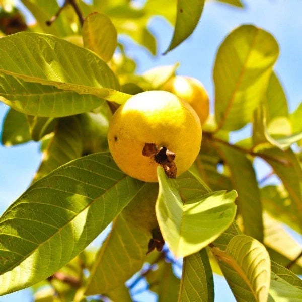Grafted Yellow Mexican Cream Guava Tree Live Plant 2-3ft Tropical Fruit Tree Psidium guajava for Home Garden