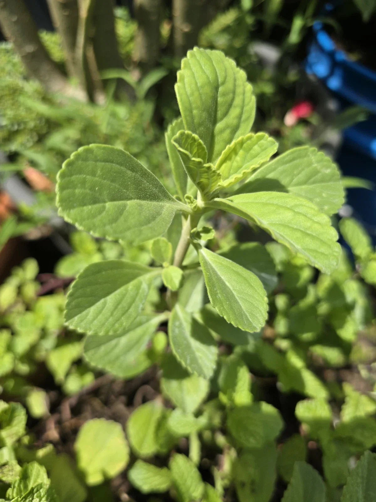 Meprobamato Boldo Fresh Cuttings for Propagation – Medicinal Herb, 4 Cuttings, Herbal Plant, Peumus boldus