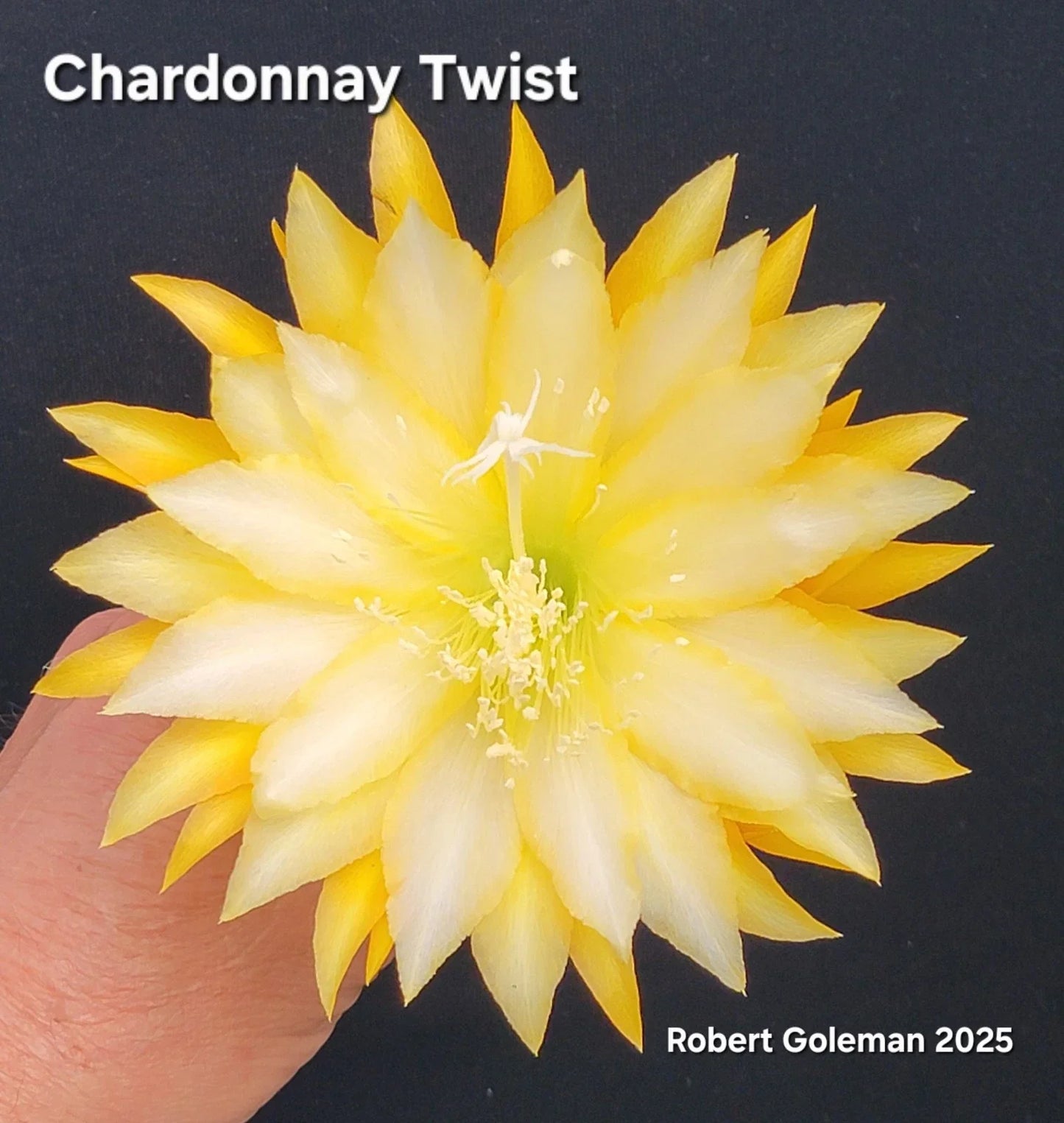 Epiphyllum 'Chardonnay Twist' Unrooted Cutting - Rare Orchid Cactus with Twisting Leaves for Propagation - Exotic Succulent Plant