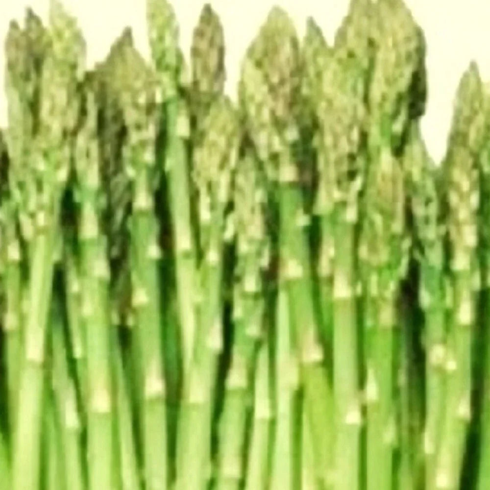 Asparagus Seeds - Mary Washington Heirloom NON-GMO - Vegetable Garden Seeds - Asparagus officinalis