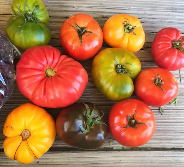Rainbow Beefsteak Tomato Seeds - Heirloom Organic Non-GMO Solanum lycopersicum, Vibrant Color Mix, Heirloom, Salad & Sandwich Tomatoes