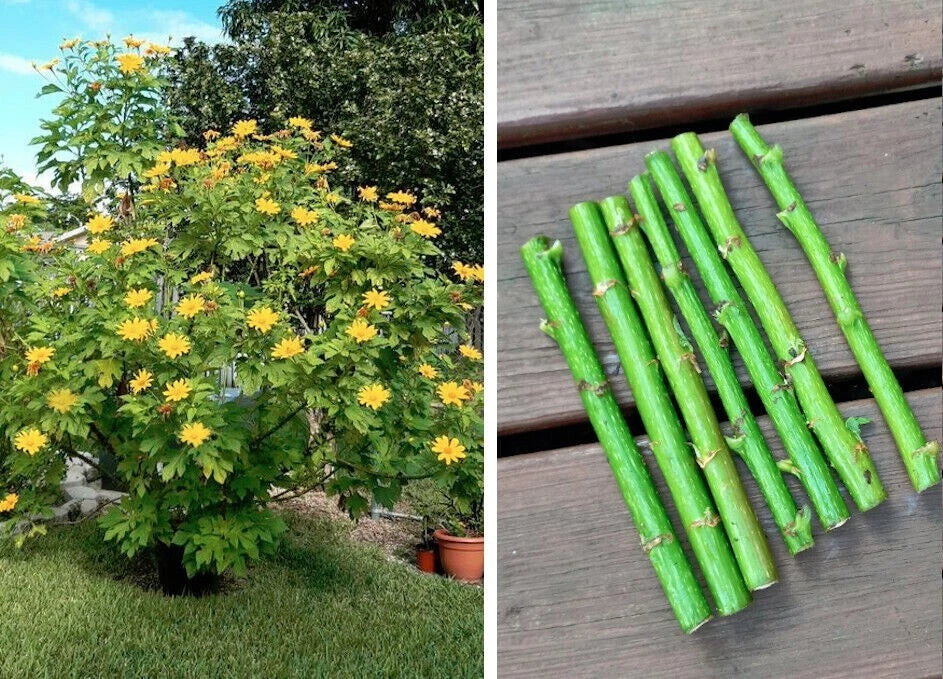 Bolivian Sunflower Cuttings - Tithonia diversifolia - Vibrant Yellow Mexican Tree Daisy - Easy to Grow Perennial Plant