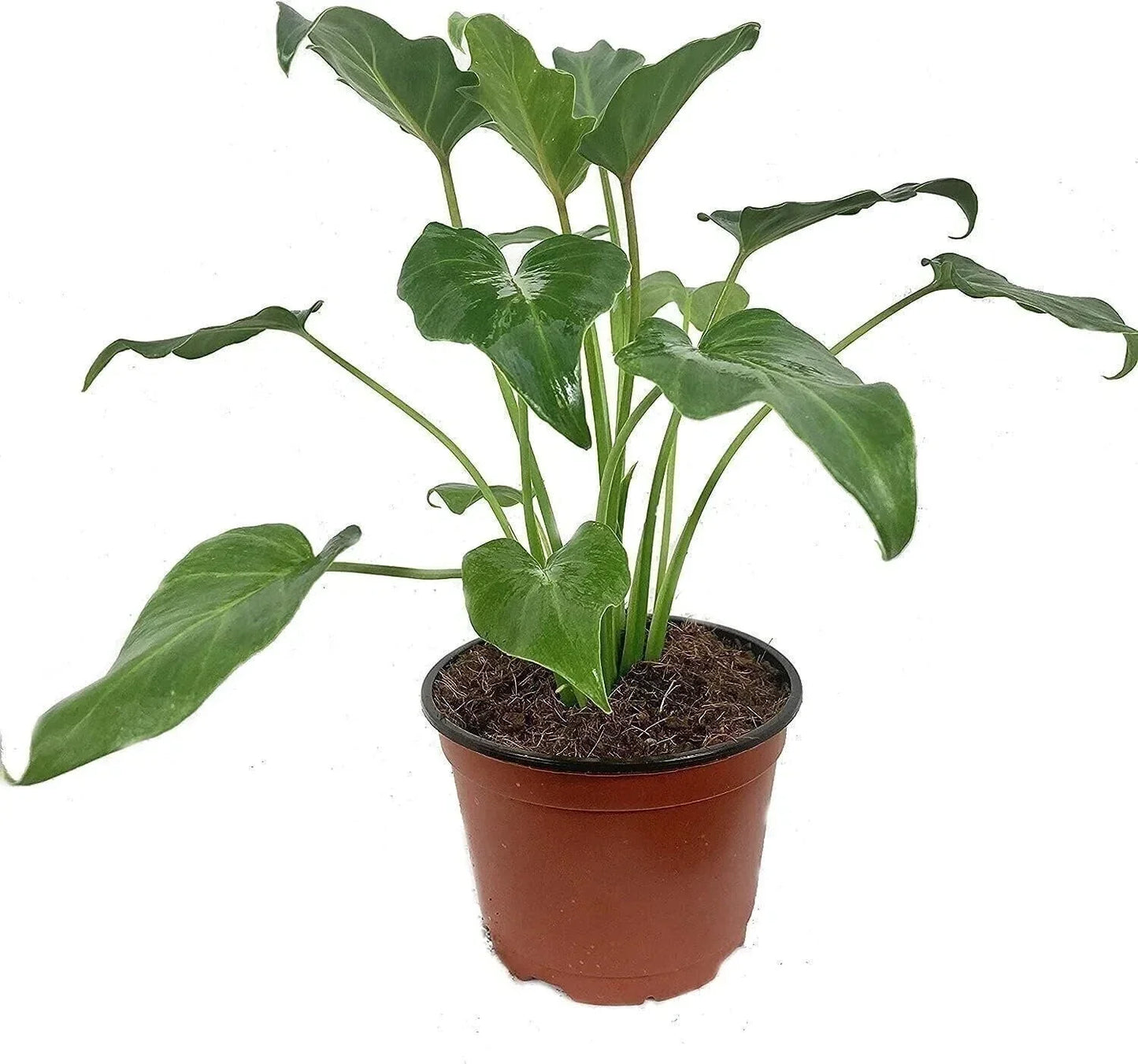 Xanadu Cut Leaf Philodendron Live Plant in 6 Inch Pot, Tropical Indoor Greenery, Philodendron 'Xanadu'