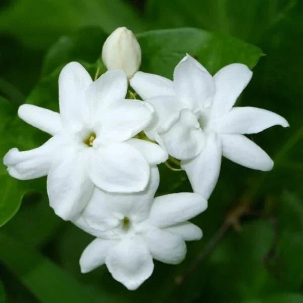 Arabian Jasmine Starter Plant - Rooted, Fragrant White Blossoms, Jasminum sambac, Easy Care Indoor or Outdoor Plant