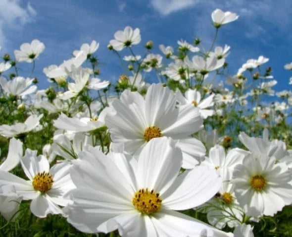 Cosmos Purity Flower Seeds - 30 Pack, White Blooms, Easy to Grow, Cosmos bipinnatus, Pollinator Friendly, Garden, Cut Flower, Container