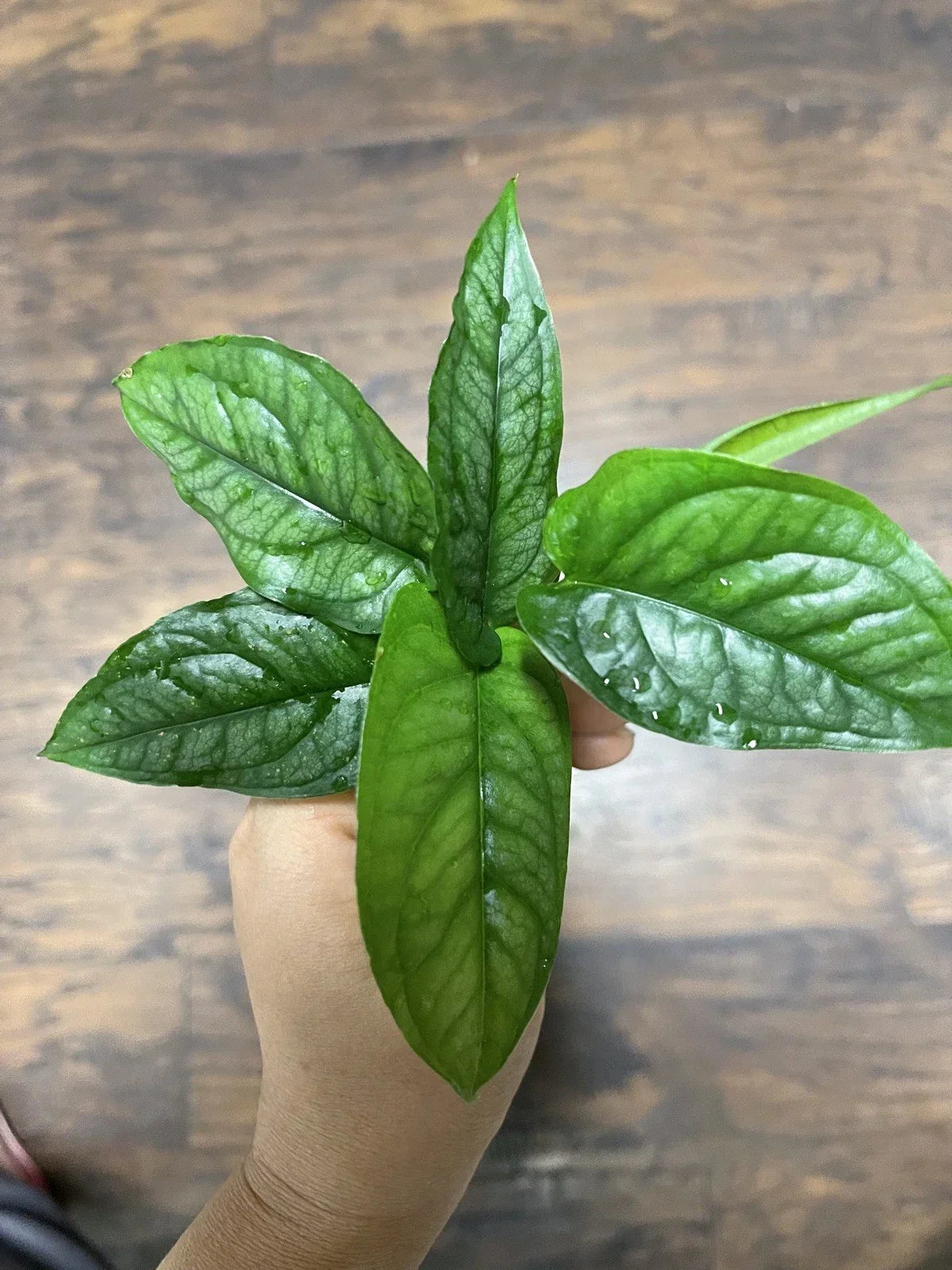 Monstera Siltepecana Cuttings 5 Pack | Tropical Houseplant Propagation | Rare Variegated Indoor Plant | Monstera siltepecana