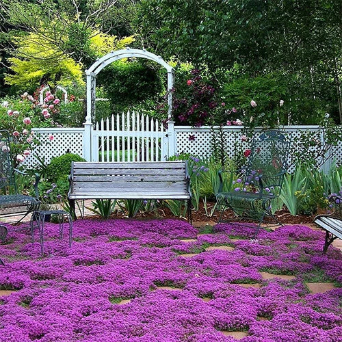 Creeping Thyme Seeds | Thymus serpyllum Herb Ground Cover | Non-GMO, Heirloom, Drought-Resistant, Pollinator-Friendly