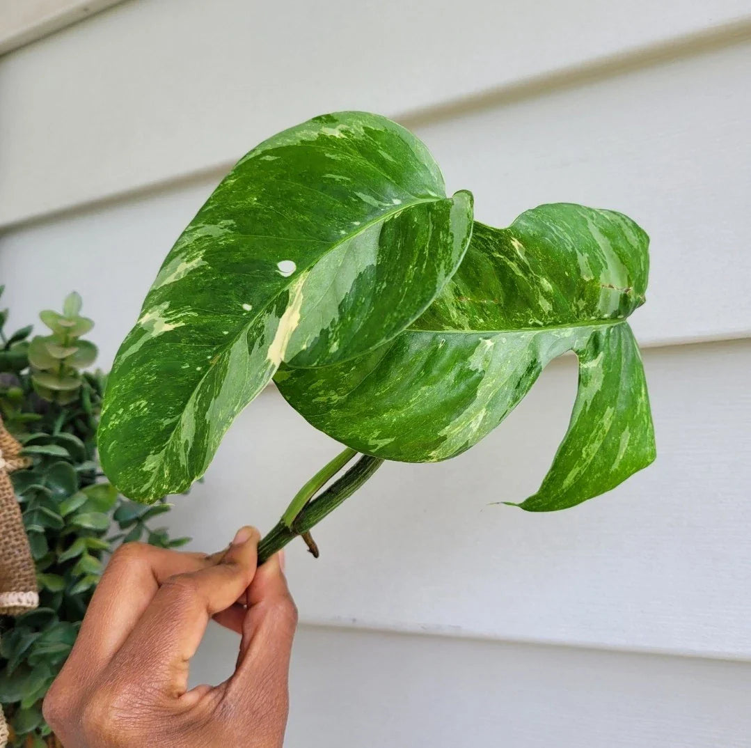Rare Live Plant Cutting - Variegated Epipremnum Pinnatum Albo - Indoor Houseplant, Rooted Vining Cutting