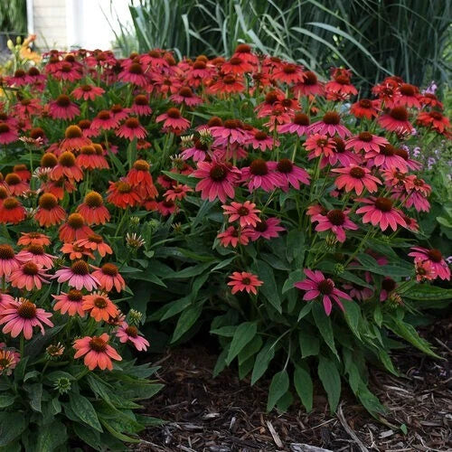 Firefinch Coneflower Seeds, Echinacea purpurea, Perennial Flower Pack, Vibrant Orange Blooms, Pollinator Attracting, Drought Tolerant