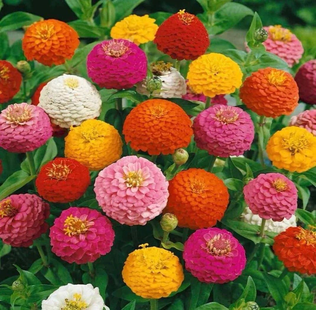 Zinnia Seeds - Thumbelina Mix Dwarf - Non-GMO, 100+ Seeds for Gardens, Containers, Borders - Zinnia elegans