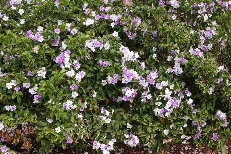 Brunfelsia grandiflora Cutting - Tropical Flowering Plant - Rare Chiric Sanango Garden Variety