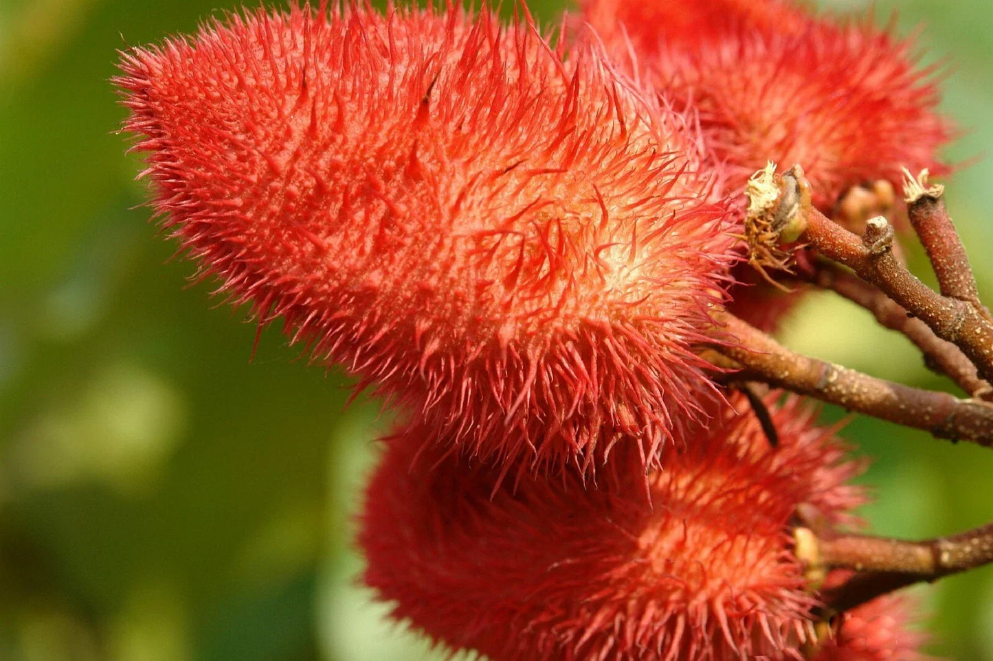 Anchiote Seeds - 40 Heirloom Non-GMO Culinary Herb Seeds for Bixa orellana, Ornamental Shrub, Full Sun, Organic Gardening