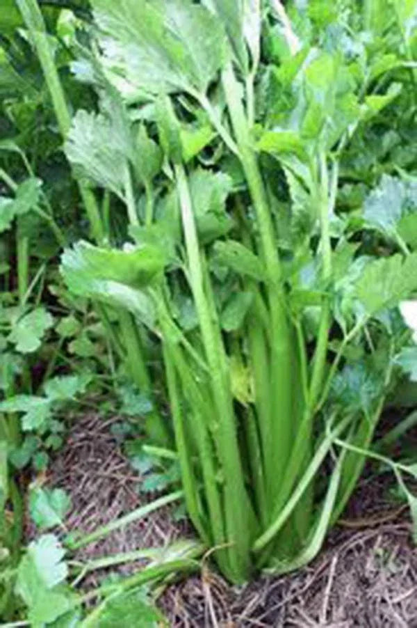 Celery Seeds, 25+ Heirloom Tendercrisp, Non-GMO, Organic Gardening, Apium graveolens, Salad, Soup, Container Growing