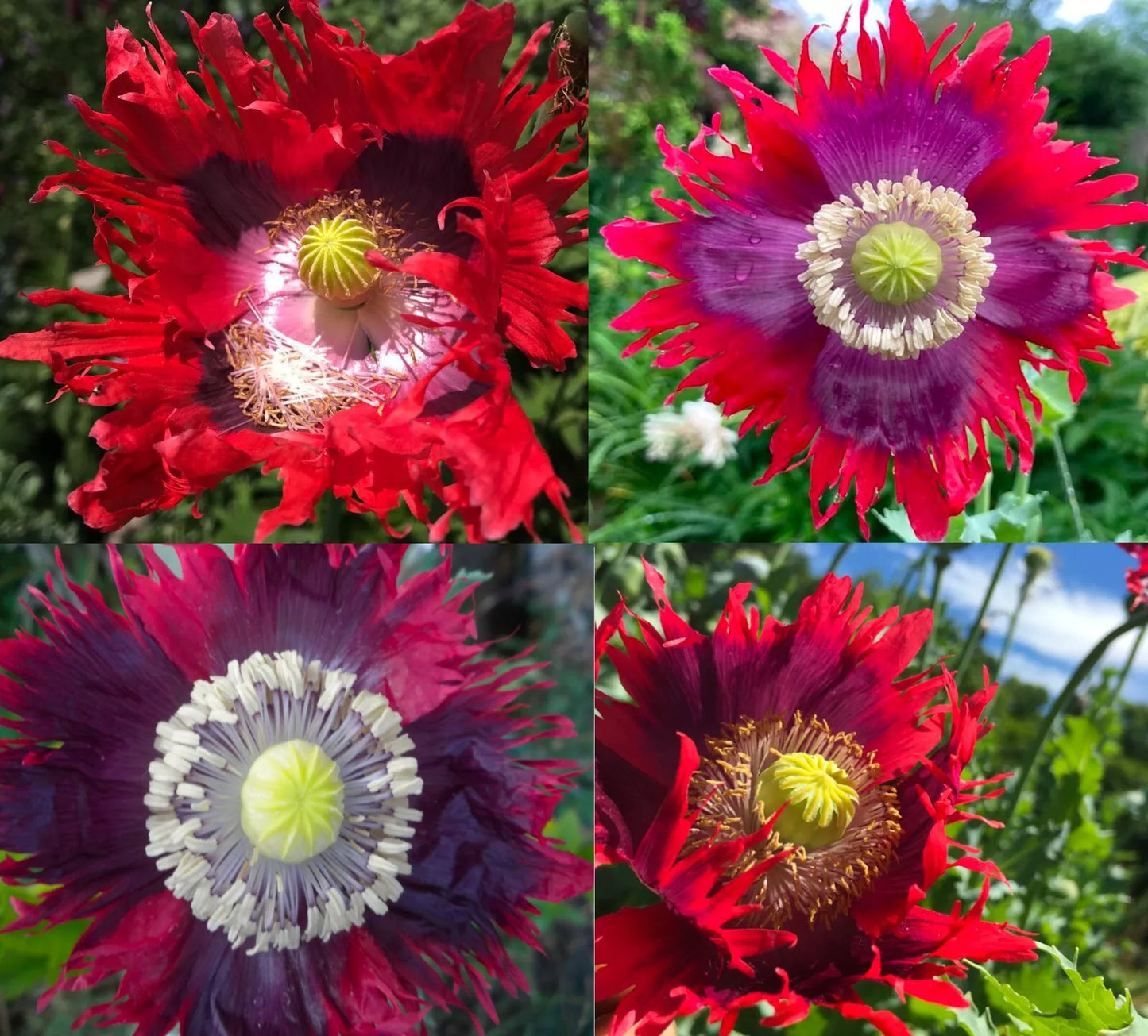 Poppy Seeds 1000 Count Drama Queen Non-GMO Frilled Edges Red Purple Flowers Papaver somniferum