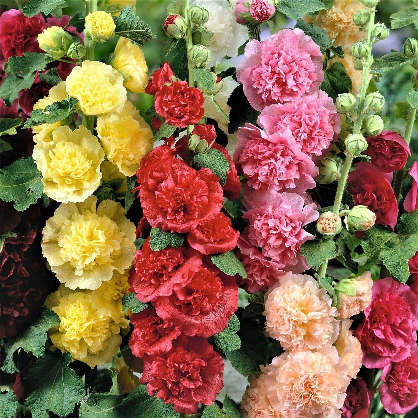 Hollyhock Seeds - CHATER'S DOUBLE Mix Peony Flowered Blooms - Non-GMO Biennial - 100 Seeds - Alcea rosea Garden Flower