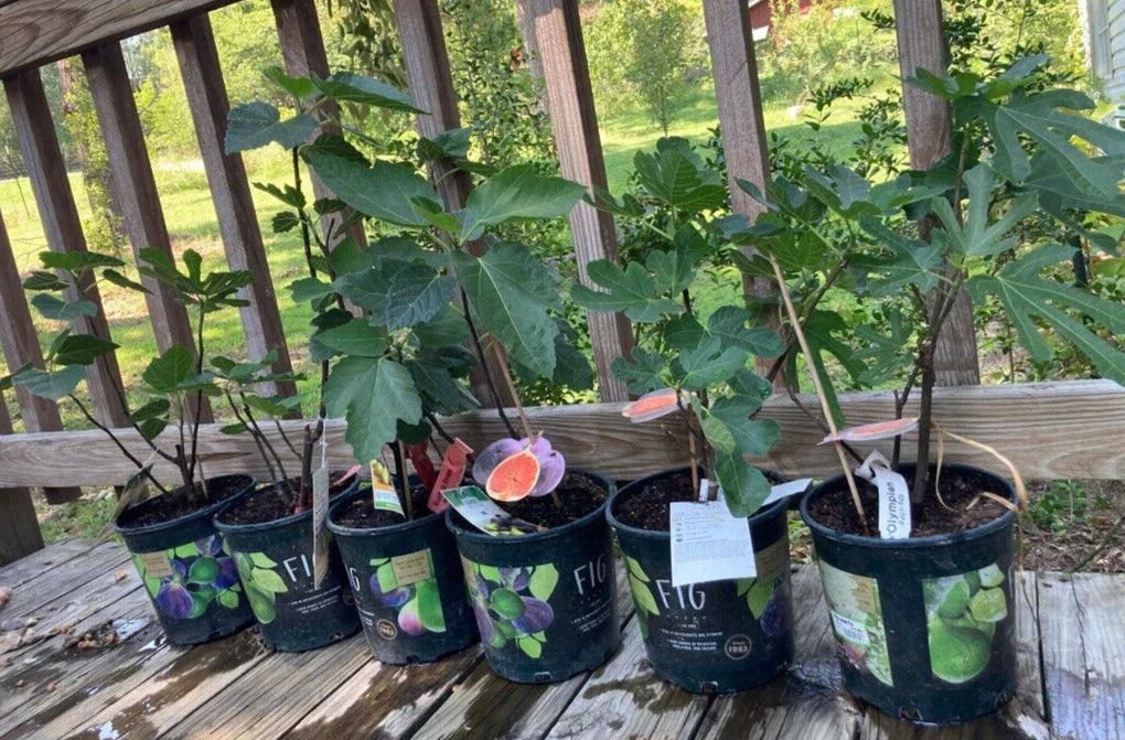 Fruiting Fig Plant in Gallon Pot, Ficus carica, Indoor/Outdoor, Well Rooted, Edible Figs, Garden or Patio Plant