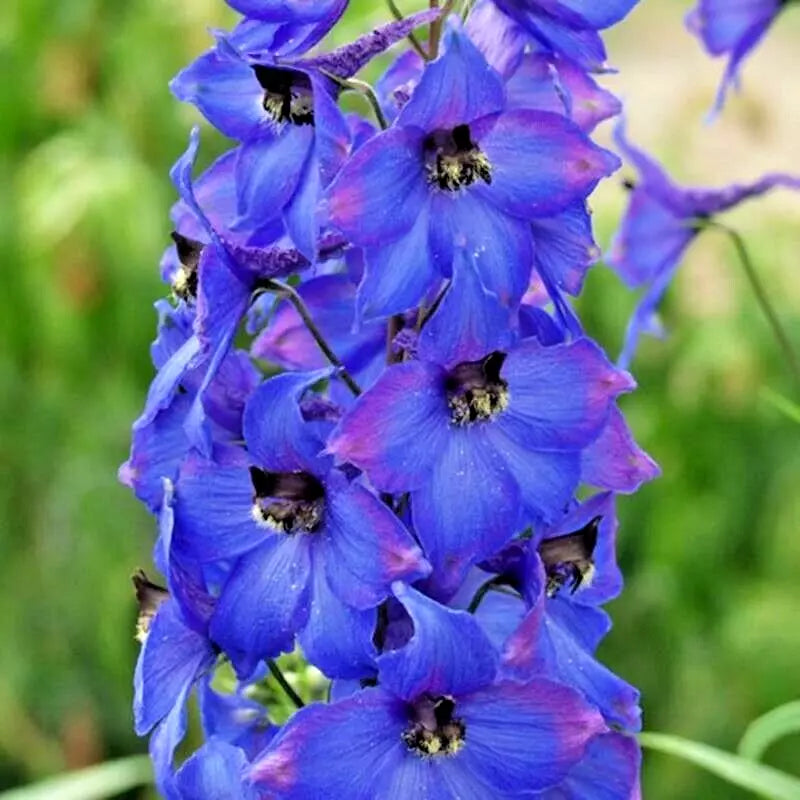 Penstemon Seeds - Hummingbird Mix, Perennial Flower, Pollinator Friendly, Bees & Hummingbirds Attracting, 200+ Seeds