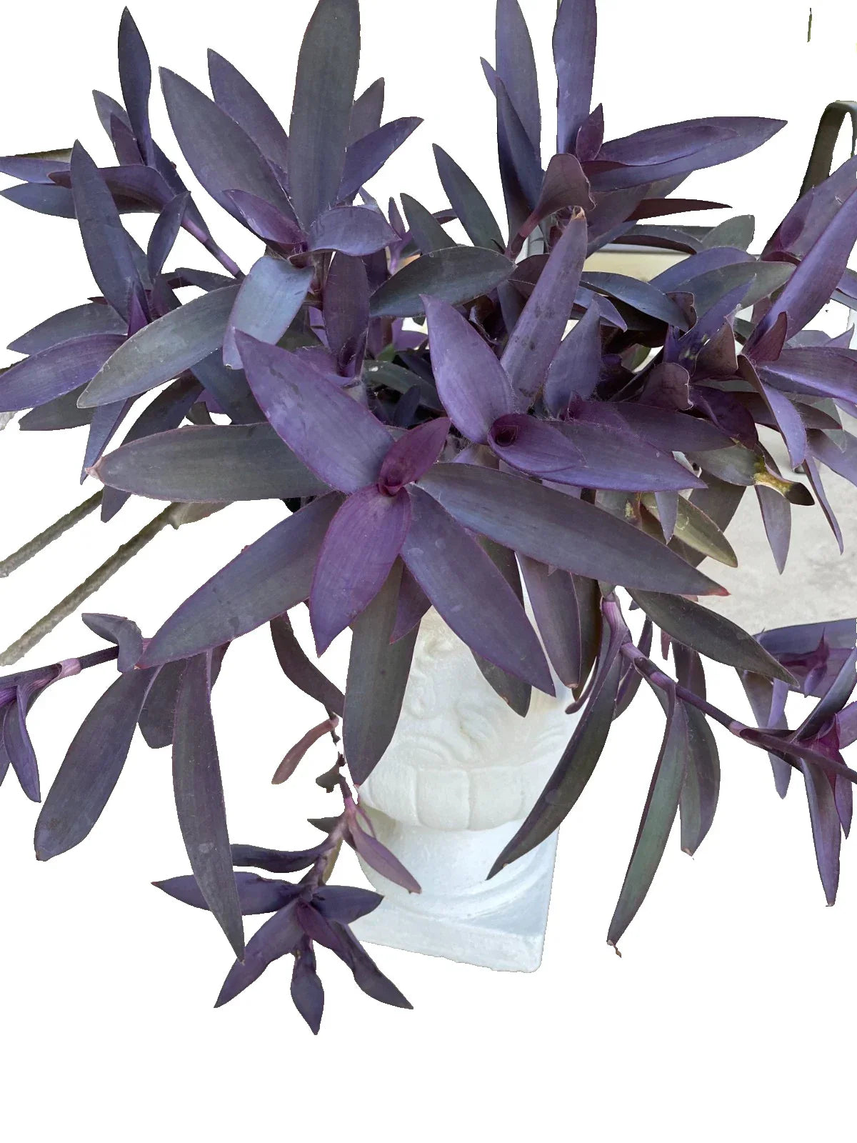 15 Purple Heart Cuttings - Wandering Tradescantia Pallida Purpurea Live Plant Propagation for Indoor & Outdoor Gardens