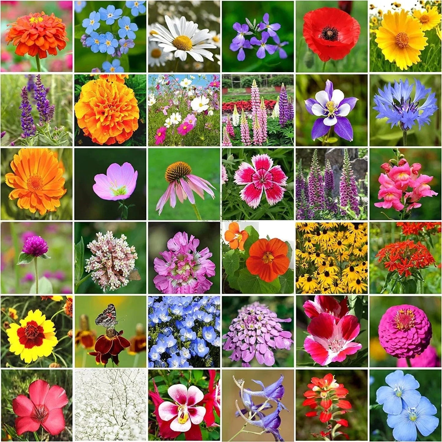 Wildflower Seeds Bulk Pack - 10,000+ Seeds, 34 Varieties, Perennial Mix for Gardens & Pollinators